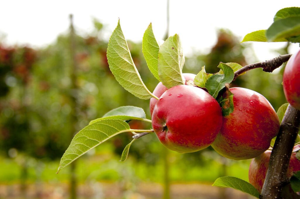 appels fruit boomgaard
