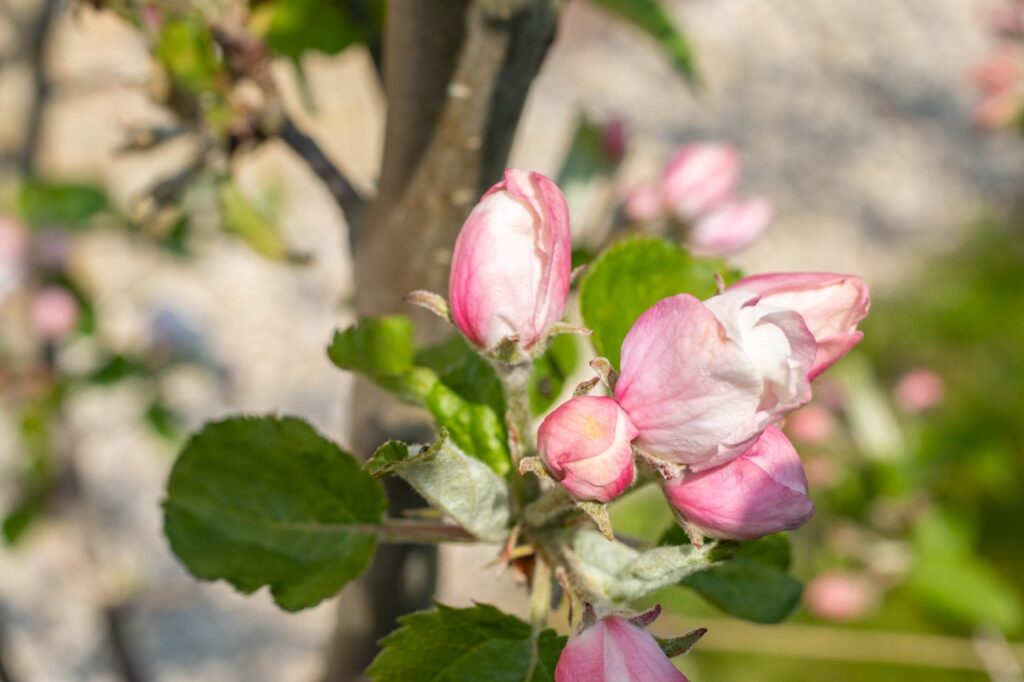 Appelbloesem